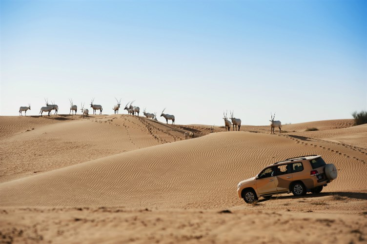 The Dunes Of Dubai Desert