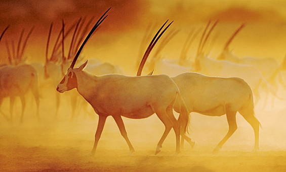 8 Nature reserves in UAE 8 Nature reserves in UAE