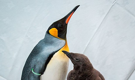 Ski Dubai Receiving The First Young King Penguins