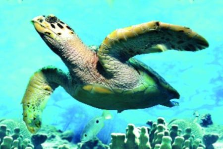 8 Nature reserves in UAE